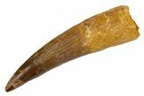 Fossil Spinosaurus Tooth - Real Dinosaur Tooth #305731-1